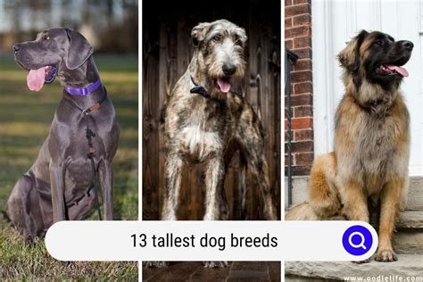 13 Tallest Dog Breeds With Photos Oodle Life