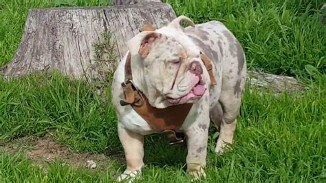 He is a very happy and healthy english bulldog boy puppy! Lilac Tri Merle English Bulldog * Scarface - YouTube