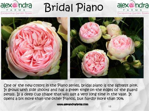 Bridal Piano Garden Rose