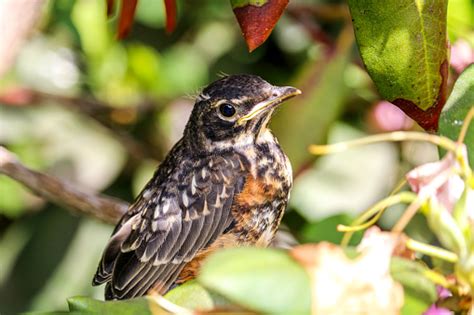 American Robin Fledgling Stock Photo Download Image Now Young Bird