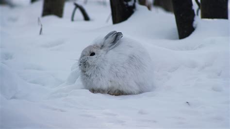 Less Winter Snow Could Spell Disaster For Snowshoe Hares Folio