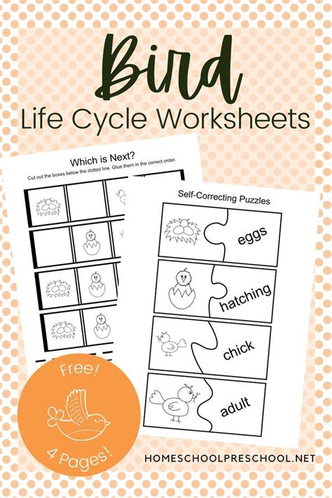 The Bird Life Cycle Worksheet Is Shown With An Orange Circle Around It