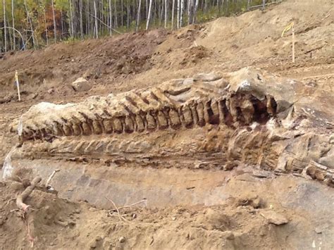 Ephs Honors Biology Blog Foley Huge New Dinasaur Fossils Discovered In North America