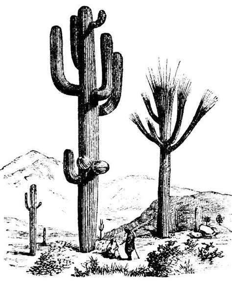 Free clipart of a cactus. Top Cactus Clipart Images - Clipartion.com