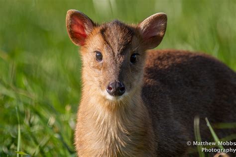 Young Muntjac Deer Norfolk Uk Matt Mobbs Flickr