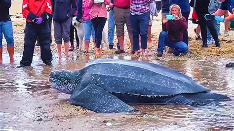 Worlds Largest Sea Turtle Rescued And Released Back Into Wild News