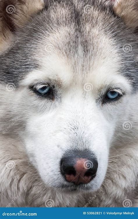 Portrait Of Siberian Husky Stock Image Image Of Canine 53062821