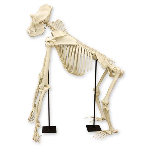 Replica Gorilla Skeleton For Sale Skulls Unlimited International Inc