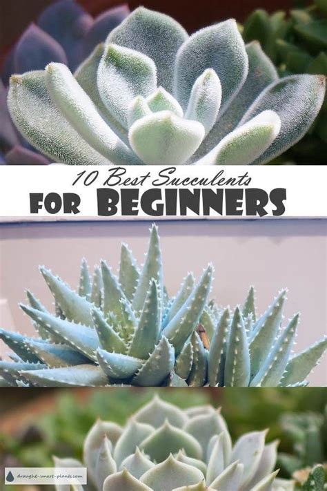 10 Best Succulents For Beginners Easiest Succulents To Grow Succulents Types Of Succulents