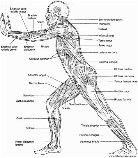 You use your arm muscles to pick up a toy. Muscular System Anatomy Coloring Pages Printable