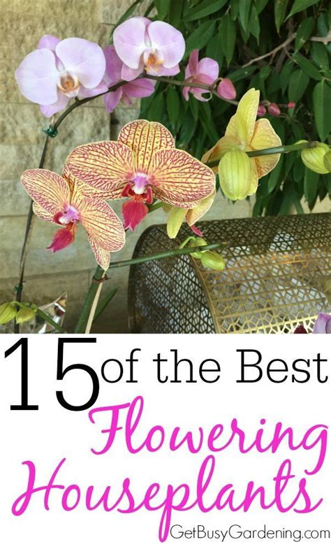 15 Best Indoor Flowering Houseplants Get Busy Gardening Indoor