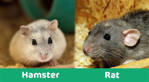 Hamster Vs Rat Which Pet Should You Get With Pictures Pet Keen