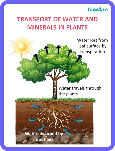 Transporation In Plants Class 10 Biology Notess Teachoo