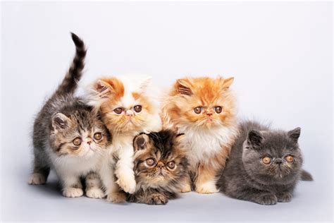 Animals Time The 10 Best Persian Cat Pics