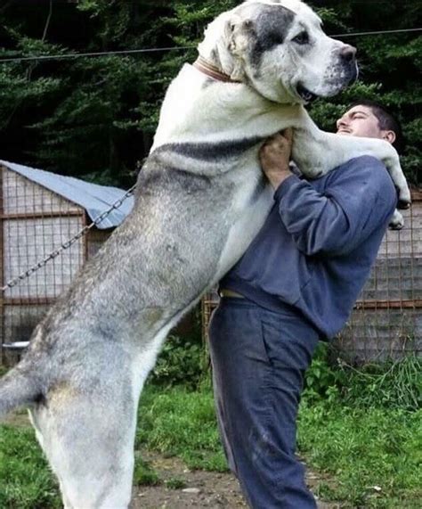10 Big Dogs Breed You Should Know Giant Dog Breeds Giant Dogs Large