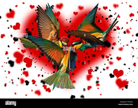Love Triangle Bird Against The Background Of The Hearts Stock Photo Alamy