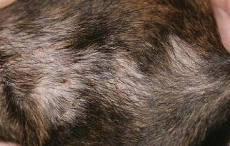 Symptoms And Treatment Of Dermatitis Your Dog