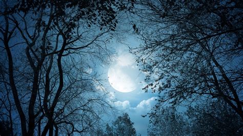 Forest Under Moon Sky Hd Dark Aesthetic Wallpapers Hd Wallpapers Id