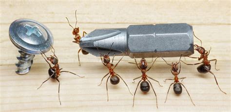 Since flying ants are simply the reproductives of a variety of ant species, it depends on which species of ant you are dealing with. Carpenter Ants - Bent Jaz Singapore Pte Ltd