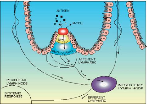 Its pharmacologic mechanisms of action are different from other classes of oral antihyperglycemic agents. Mechanism of action of oral vaccines. | Download ...