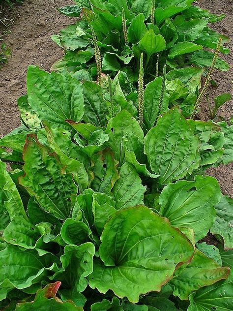 Plantain • Herb Federation Of New Zealand