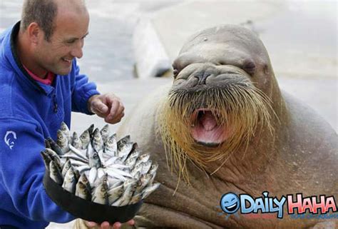 Walrus Eating Fish
