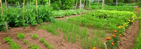 Les Erreurs Viter Pour Un Beau Potager Promesse De Fleurs