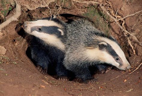 Terriermans Daily Dose Badger Culling Gets Green Light In England