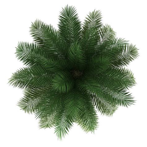 Best Palm Tree Top View Stock Photos Pictures And Royalty Free Images