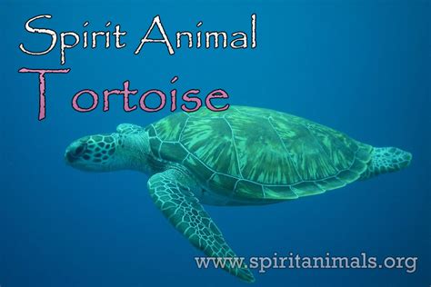 Tortoise Spirit Animal Meaning And Interpretations Spirit Animals