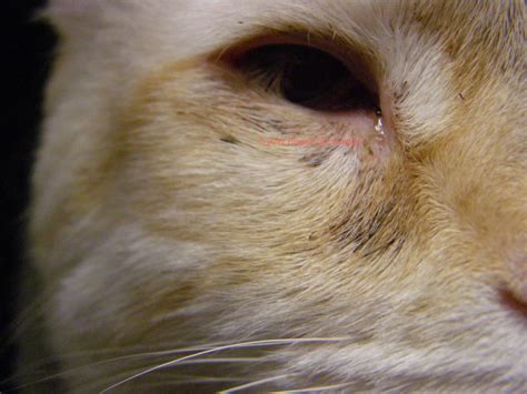 Eye Infection In Cats