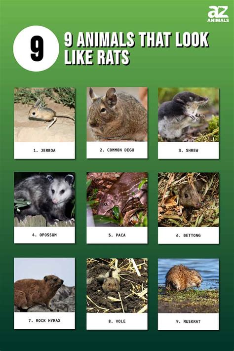 9 Animals That Look Like Rats A Z Animals