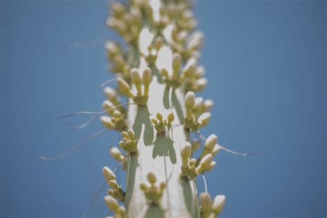 These delicate white flowers are as small as 3 millimeters and can bloom on according to the buddhist scriptures, the udumbara is a sacred flower that comes from the buddha's realms and flourishes every 3,000 years. Spectacle of agave plant's bloom a new source of joy in ...
