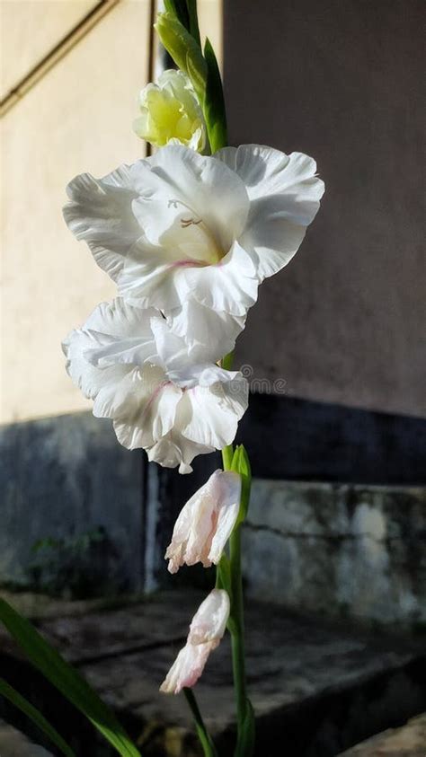 White Gladiolus Flower Or Sword Lily Or Plural Gladioli Stock Image