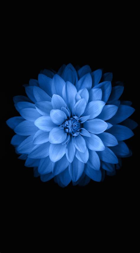 Blue Black Flower Wallpapersc Iphone6splus