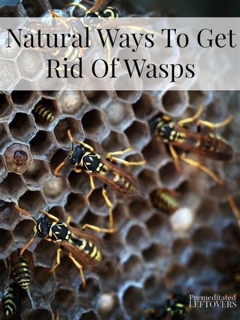 Natural Ways To Get Rid Of Wasps Here Are Some Ways To Deter Wasps