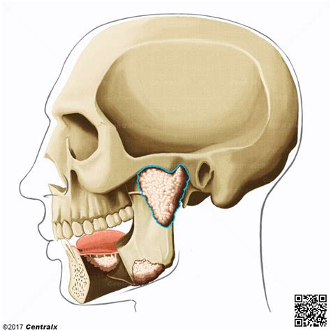 Glándula Parótida Atlas De Anatomía Del Cuerpo Humano Centralx