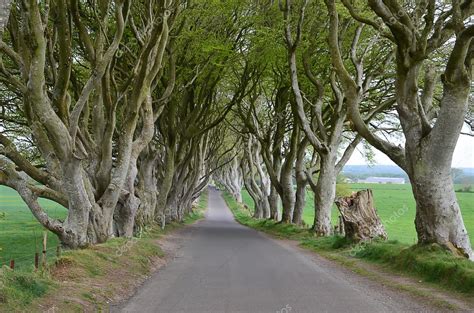 Dark Hedges Old Beech Trees And Road In Ireland Stock Photo By