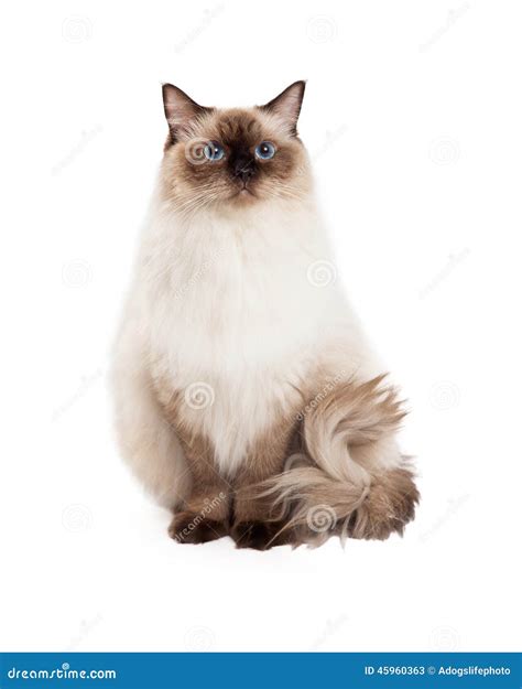 Regal Ragdoll Cat Sitting Stock Image Image Of Cutout 45960363