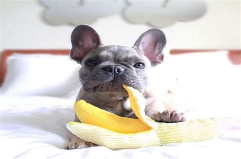 It is important to know that not all bananas are safe for your dog to eat. Pug Love to eat banana | Bulldog, Cute french bulldog ...