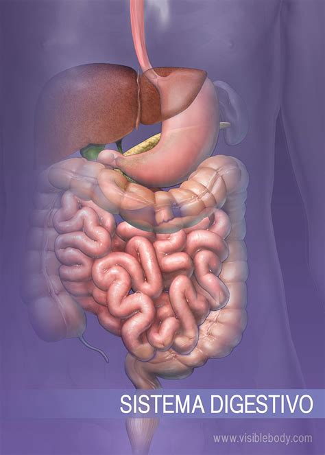 Sistema Digestivo Aprenda Anatomía