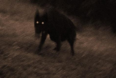 Britains Black Dog Legends 7 Spooky Canines And Hellhounds David