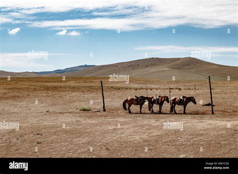 Horses In The National Park Of Hustai Mongolia Stock Photo Alamy