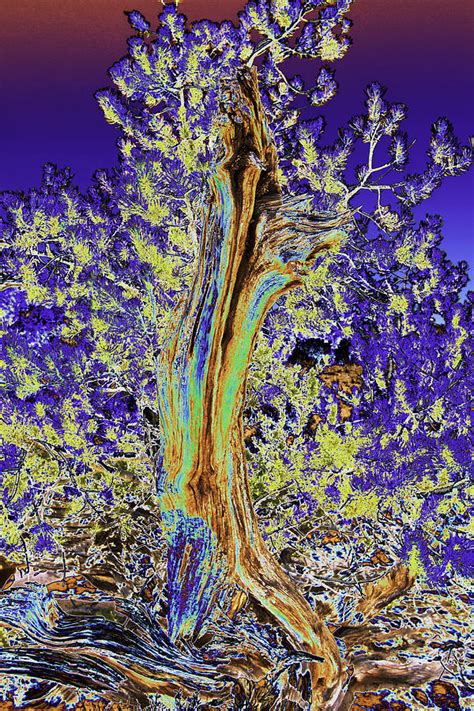 Psychedelic Tree Photograph By Peter Lloyd