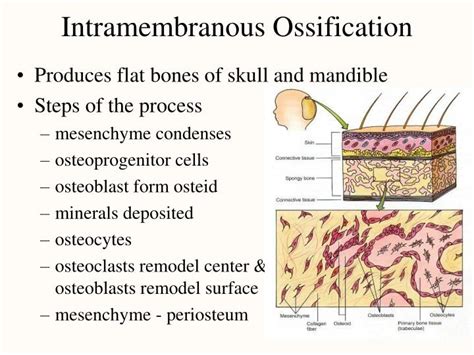 Intramembranous Bone Formation