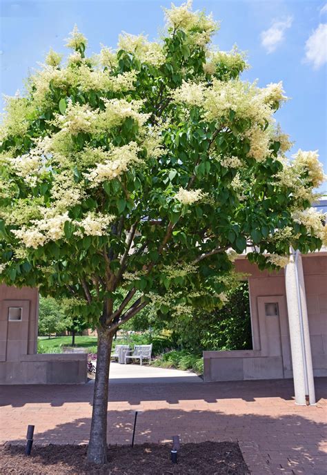 Japanese Lilac Tree Images Japanese Tree Lilac Bodewasude