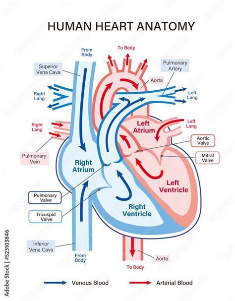 Human Heart Anatomy Illustration Explaining Blood Flow A Simple