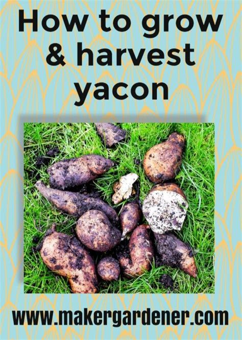 How To Grow And Harvest Yacon Makergardener Growing Vegetables At