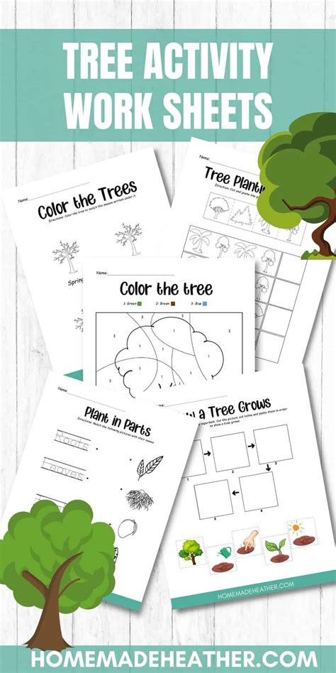 Parts Of Tree Worksheet