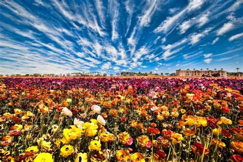 The Breathtaking Flower Farm Hiding In Southern California That Looks
